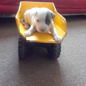 Meet your Posher, Rock